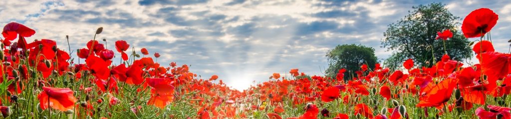 A poppy field. Photo by TimHill on Pixabay.com