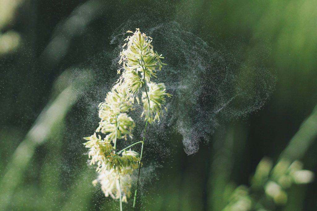 Pollen blowing from a flower. Image by Alex Jones on Unsplash.com