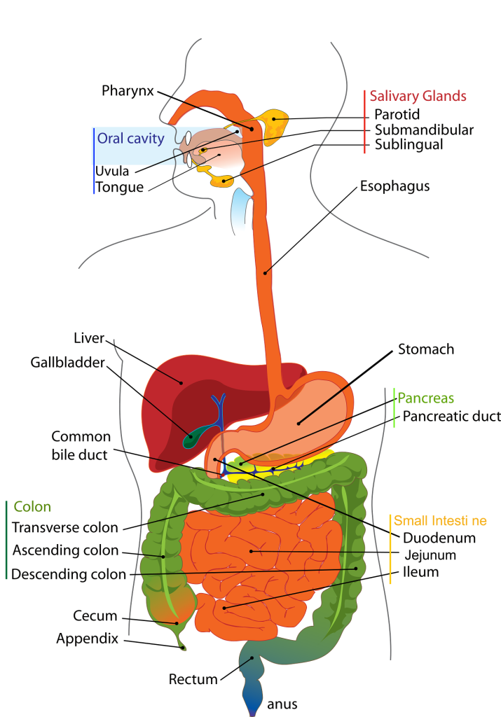 A diagram of the digestive system
